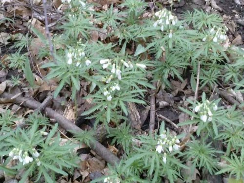 Cutleaf Toothwort (Cardamine concatenata)