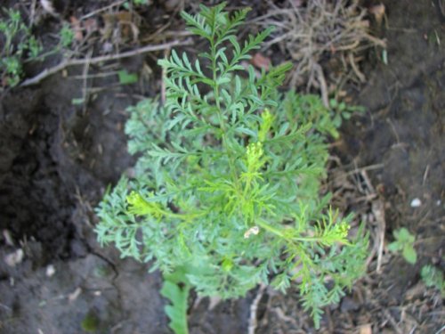 Pinnate Tansy Mustard (Descurainia pinnata)