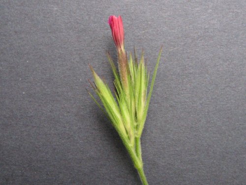 Deptford Pink (Dianthus armeria)