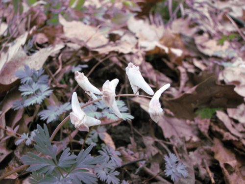 Dutchman's Breeches (Dicentra cucullaria)