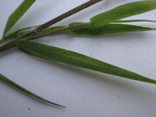 Tapered Panicgrass (Dichanthelium acuminatum)