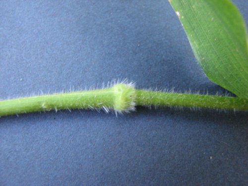 Deertongue Panicgrass (Dichanthelium clandestinum)