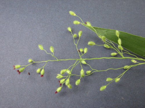 Leiberg's Panicgrass (Dichanthelium leibergii)