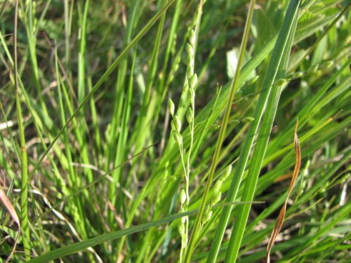 Slimleaf Panicgrass (Dichanthelium perlongum)