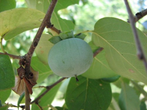 Persimmon (Diospyros virginiana)