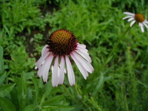 Blacksamson Coneflower (Echinacea angustifolia)