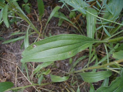 Pale Coneflower (Echinacea pallida)