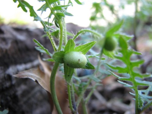 Waterpod (Ellisia nyctelea)