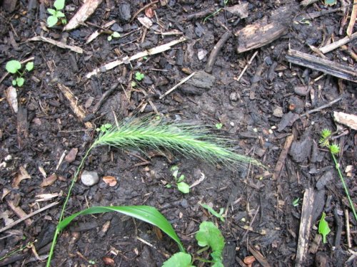 Hairy Wild Rye (Elymus villosus)