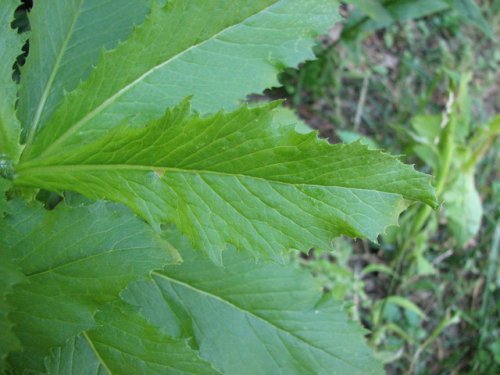 American Burnweed (Erechtites hieracifolius)