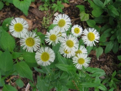 Philadelphia Fleabane (Erigeron philadelphicus)