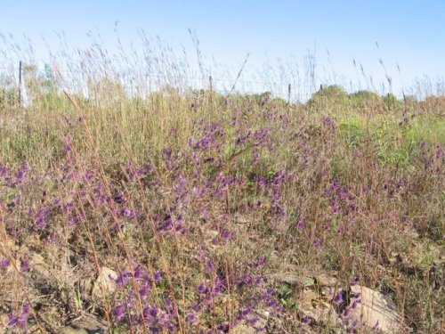 Leavenworth Eryngo (Eryngium leavenworthii)