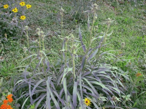 Rattlesnake Master (Eryngium yuccifolium)