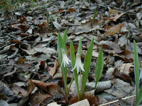 White Fawn Lily (Erythronium albidum)