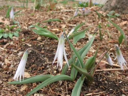 Midland Fawn Lily (Erythronium mesochoreum)