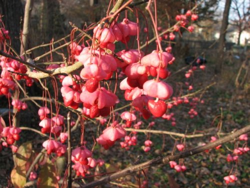 Eastern Wahoo (Euonymus atropurpureus)