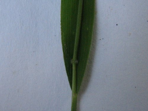 Whitegrass (Leersia virginica)