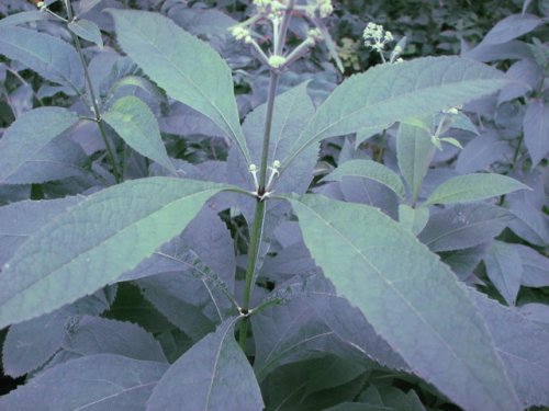 Sweet Joe-Pye (Eupatorium purpureum)