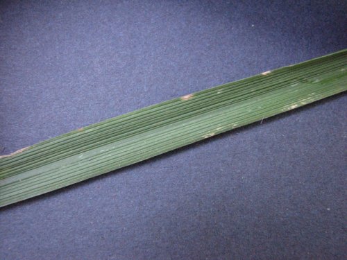 Meadow Mountain Fescue (Schedonorus pratensis)