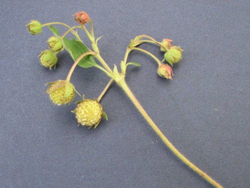 Wild Strawberry (Fragaria virginiana)