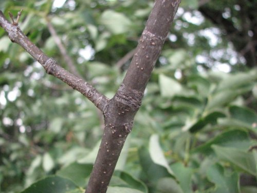 White Ash (Fraxinus americana)