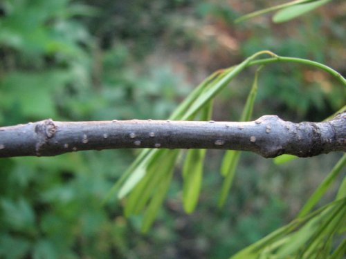 Green Ash (Fraxinus pennsylvanica)