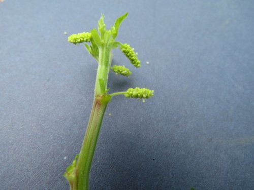 Rough pod copperleaf (Acalypha ostryifolia)