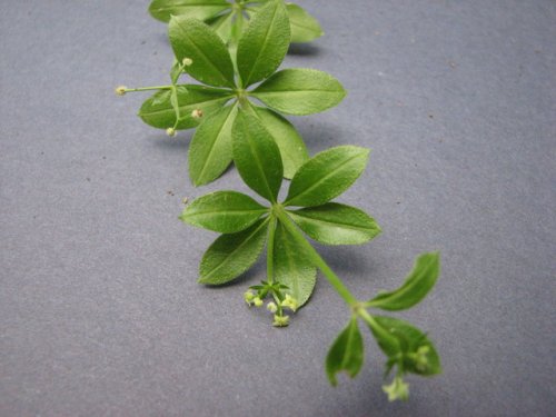 Fragrant Bedstraw (Galium triflorum)