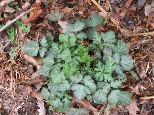 White Avens (Geum canadense)