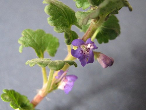 Ground Ivy (Glechoma hederacea)