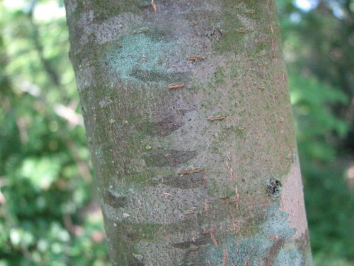 Honey Locust (Gleditsia triacanthos)