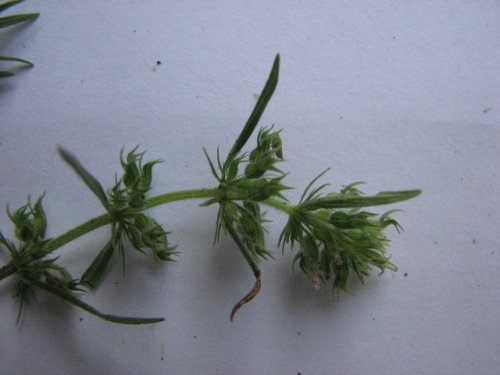 Rough False Pennyroyal (Hedeoma hispida)