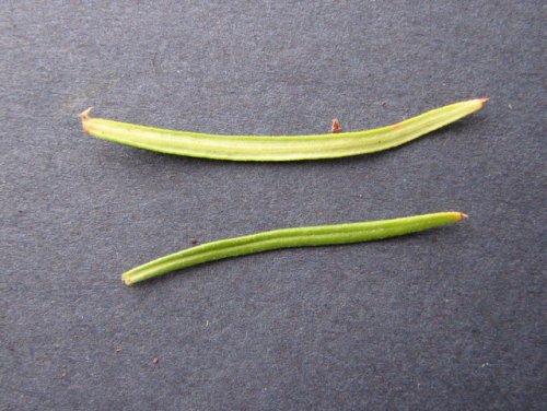 Narrowleaf Bluets (Hedyotis nigricans)