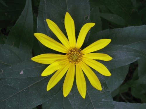 Hairy Sunflower (Helianthus hirsutus)