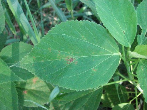 Crimsoneyed Rosemallow (Hibiscus moscheutos)