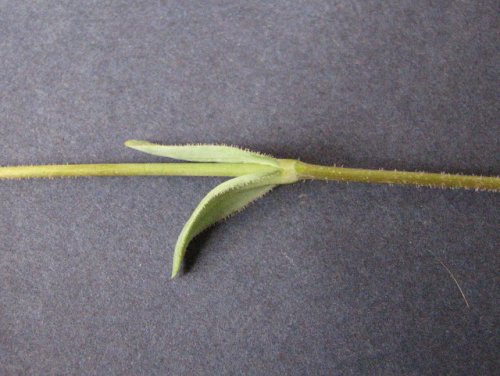 Jagged Chickweed (Holosteum umbellatum)