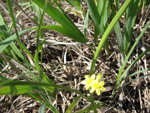 Yellow Stargrass (Hypoxis hirsuta)