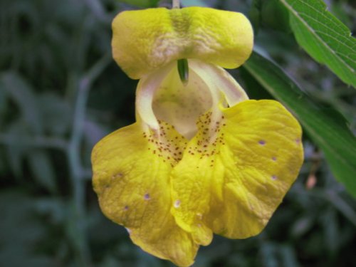 Pale touch-me-not (Impatiens pallida)