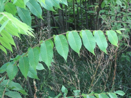 Black Walnut (Juglans nigra)