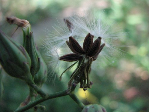 Florida Lettuce (Lactuca floridana)