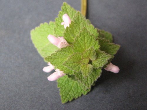 Purple Deadnettle (Lamium purpureum)