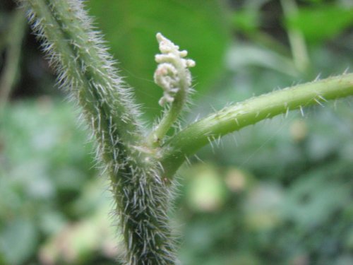 Canada Wood Nettle (Laportea canadensis)