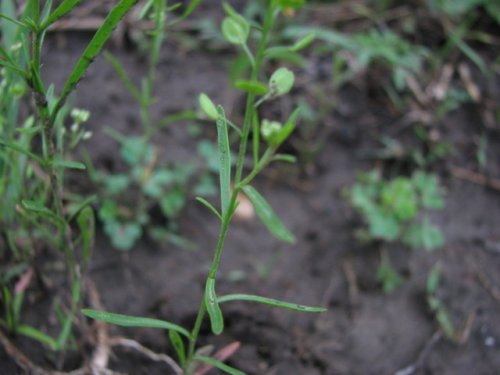 Prairie Pepperweed (Lepidium densiflorum)