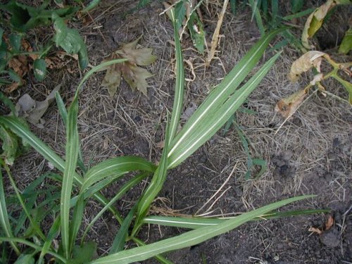 Thickspike Gayfeather (Liatris pycnostachya)