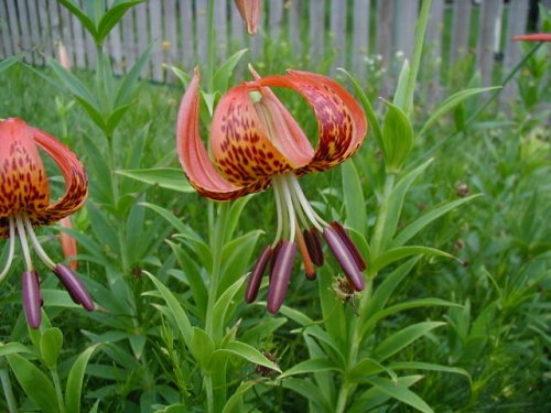 Michigan Lily (Lilium michiganense)