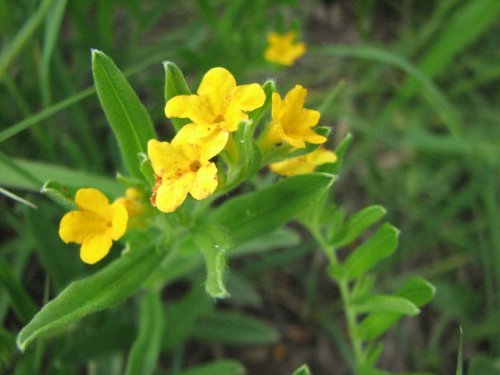 Hoary Puccoon (Lithospermum canescens)