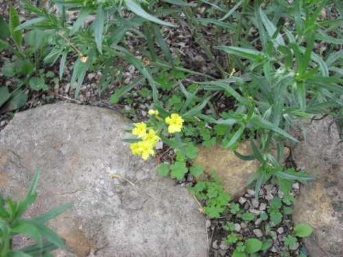 Fringed Puccoon (Lithospermum incisum)