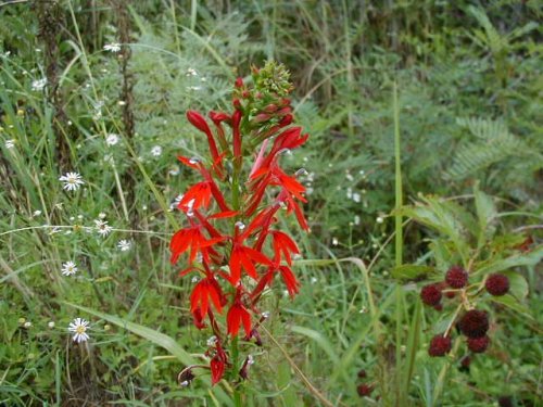 Cardinal Flower (Lobelia cardinalis)