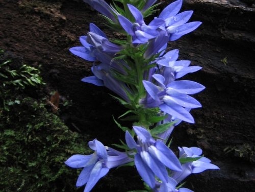 Great Blue Lobelia (Lobelia siphilitica)