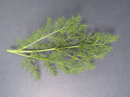 Desert Biscuitroot (Lomatium foeniculaceum)